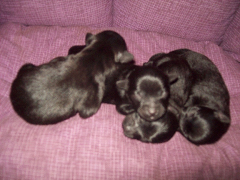 Les 1er chiots